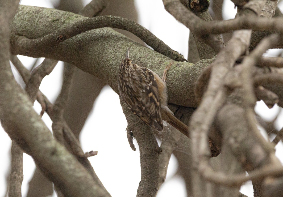 šoupálek krátkoprstý - ML647085364