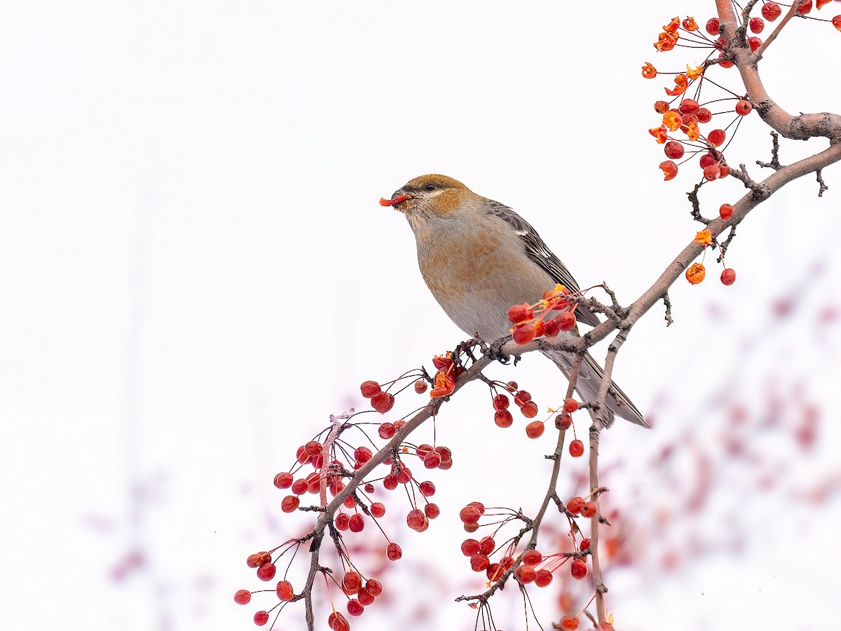 hýl křivčí - ML647085365