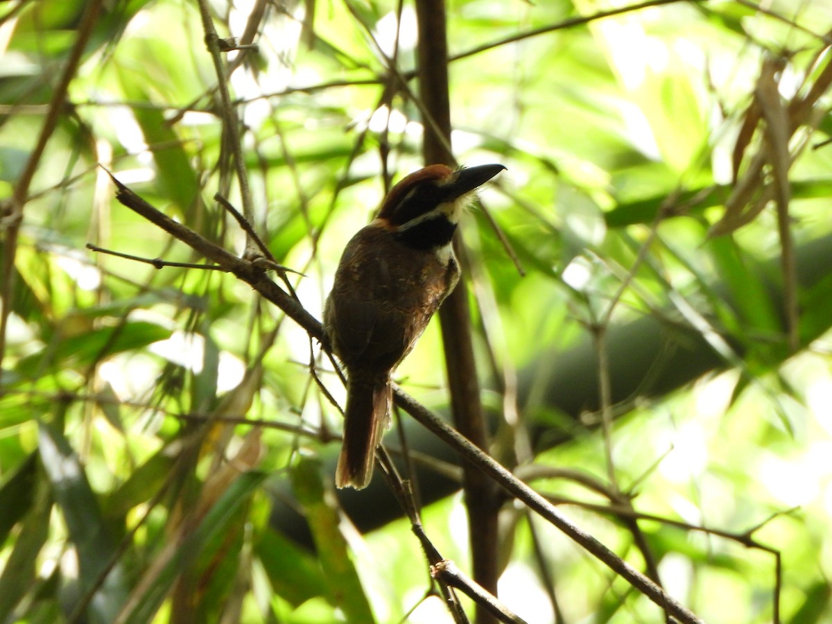 Chestnut-capped Puffbird - ML647085366