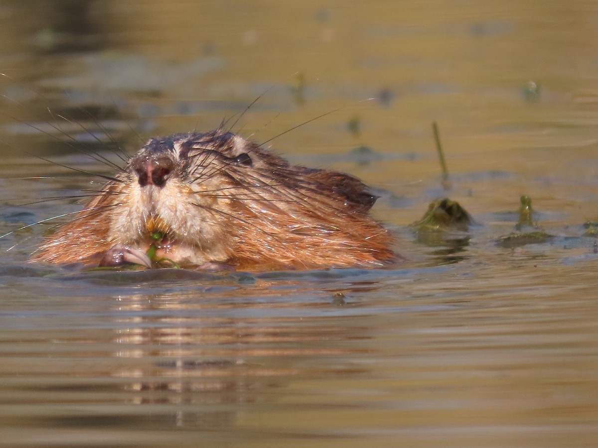 Beavers - ML647085367