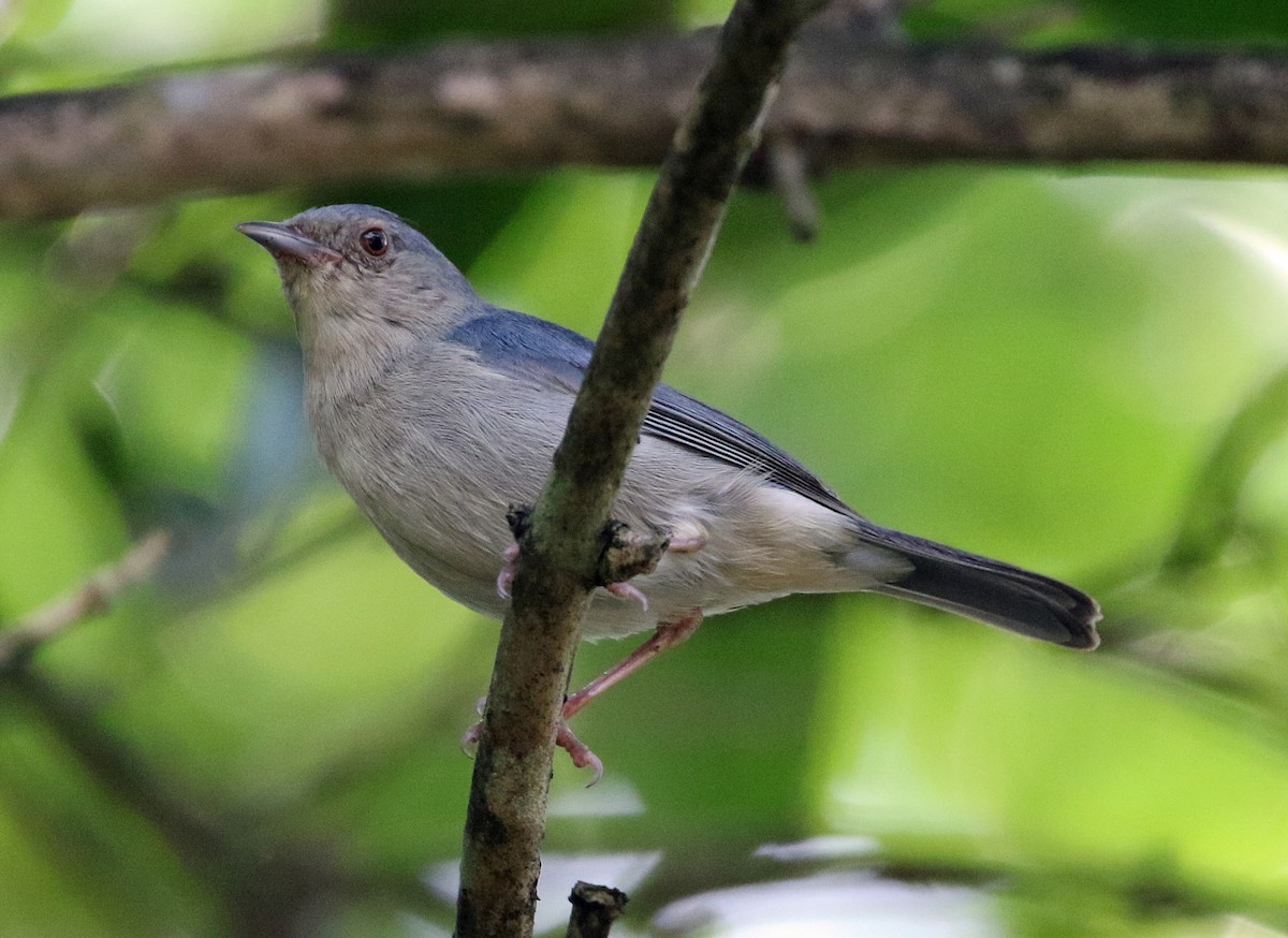 Bicolored Conebill - ML647085368