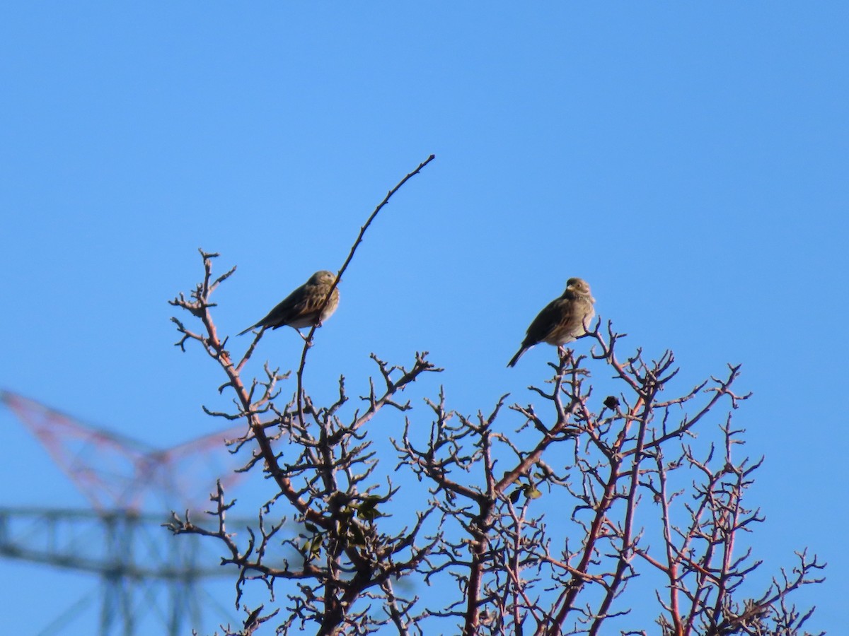 strnad luční - ML647085370