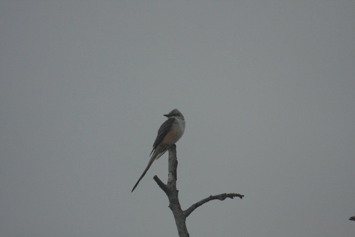 Scissor-tailed Flycatcher - ML647085371