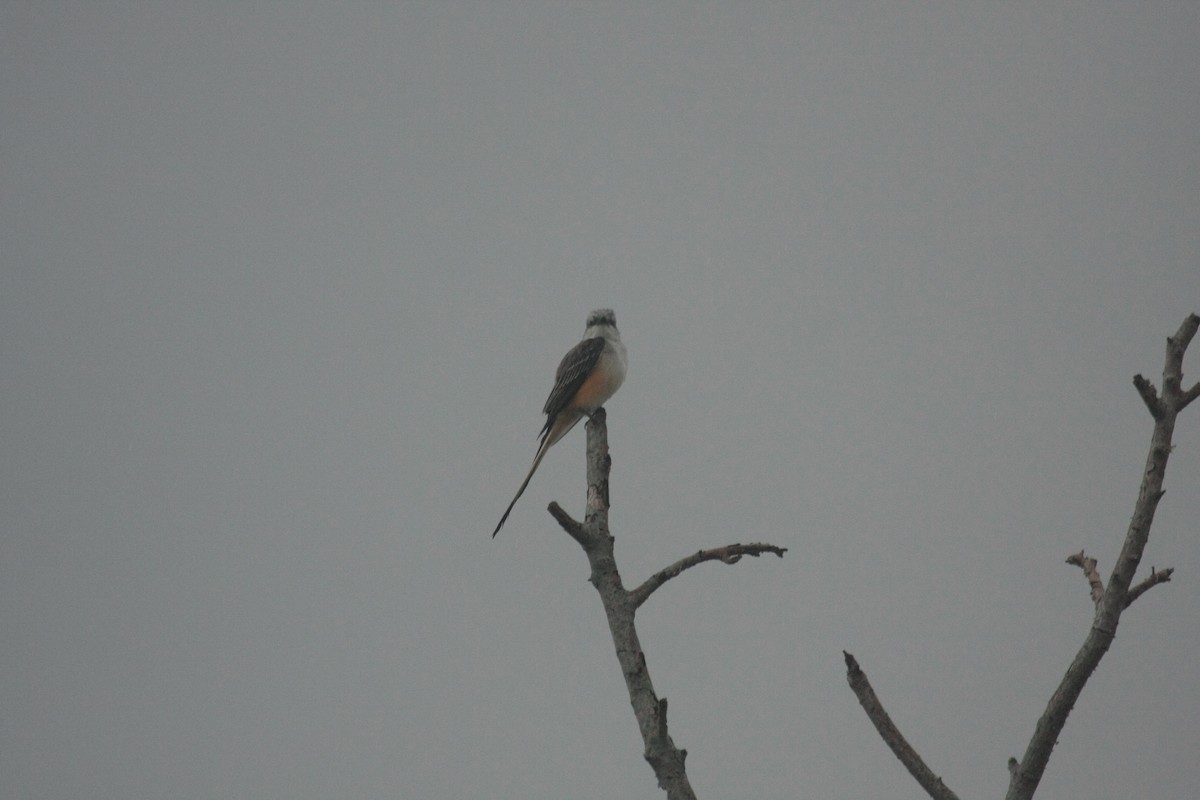 Scissor-tailed Flycatcher - ML647085372