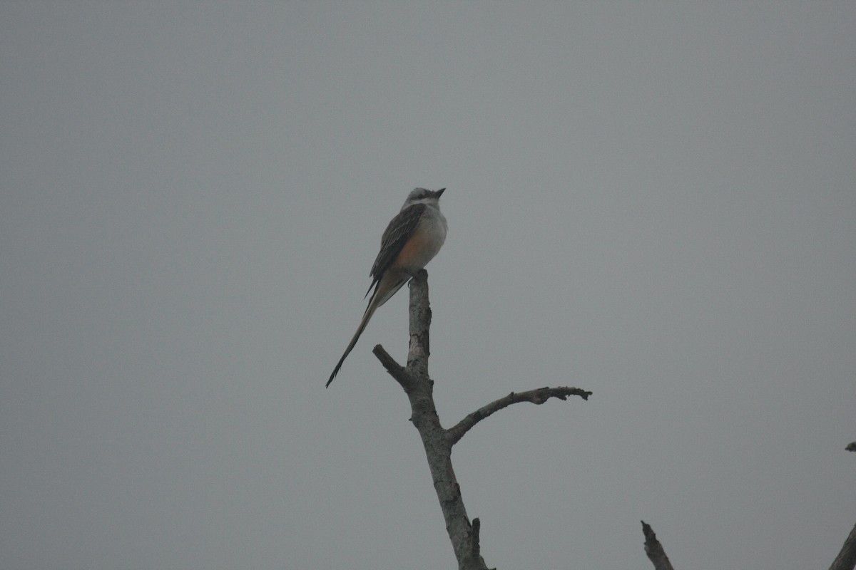 Scissor-tailed Flycatcher - ML647085373