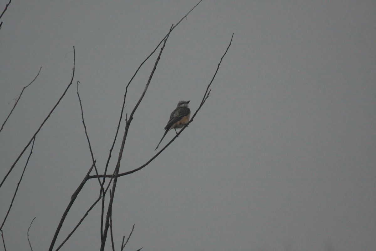 Scissor-tailed Flycatcher - ML647085374