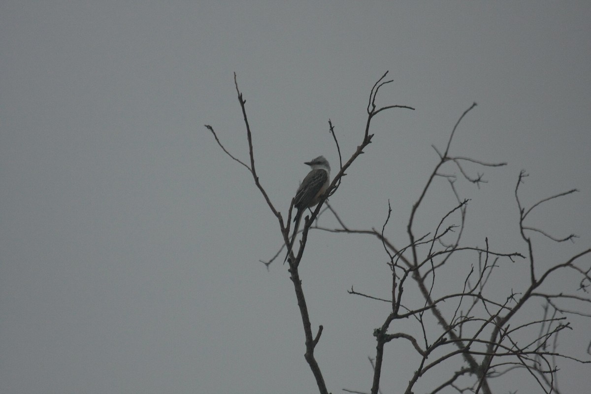 Scissor-tailed Flycatcher - ML647085376