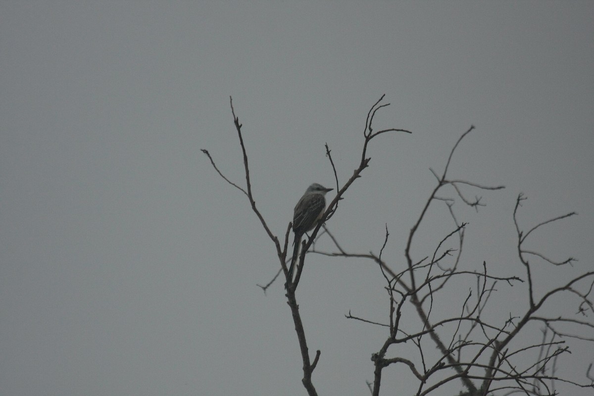 Scissor-tailed Flycatcher - ML647085377