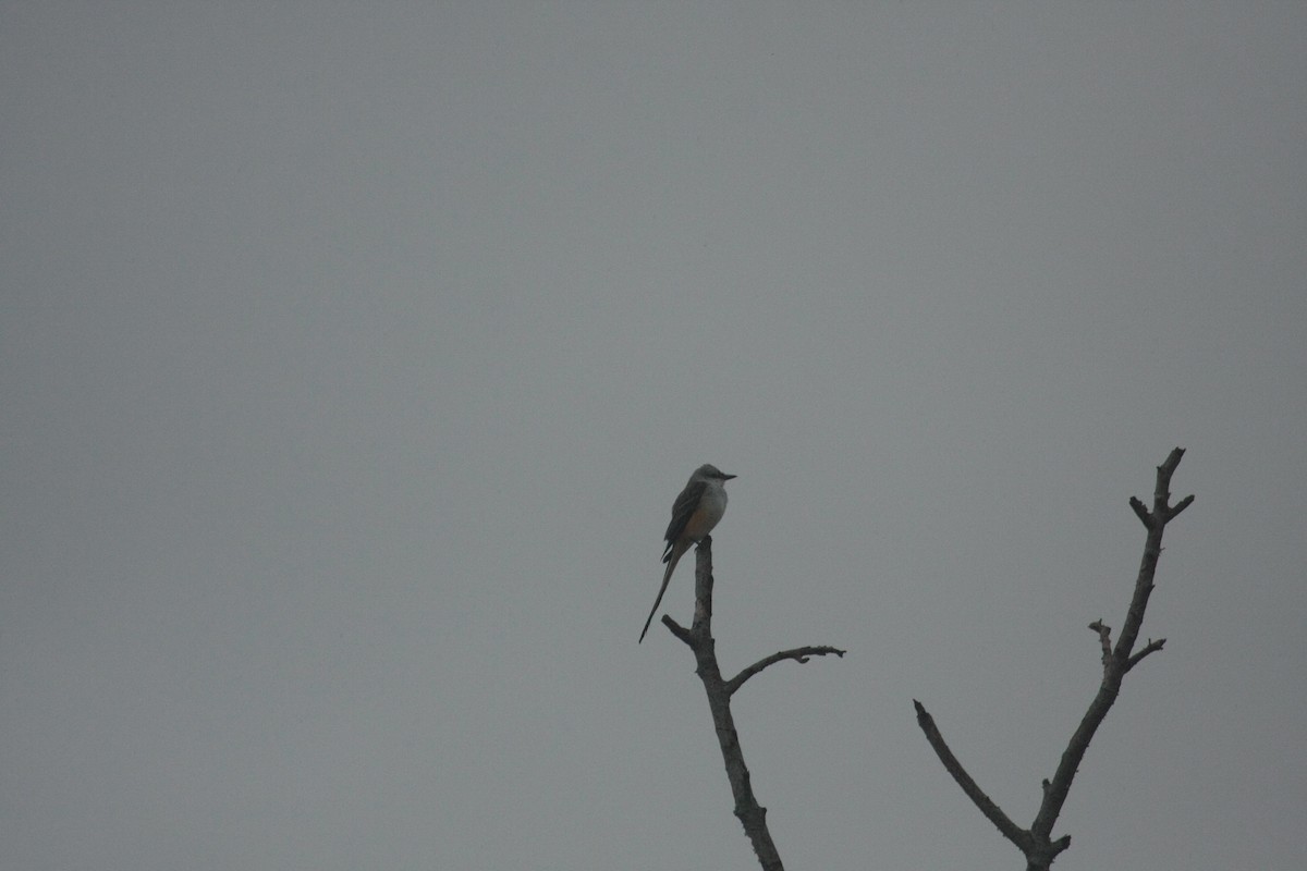 Scissor-tailed Flycatcher - ML647085378