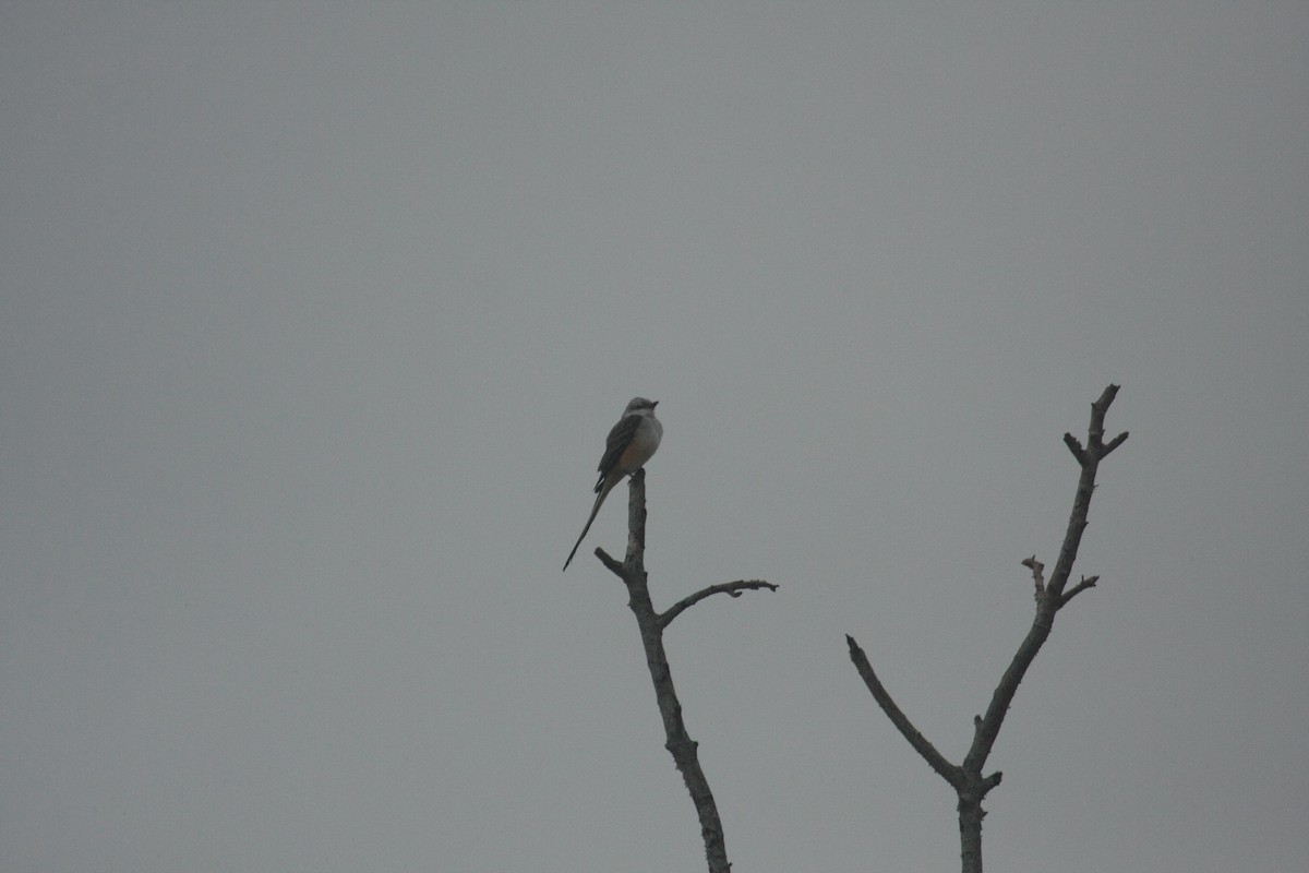 Scissor-tailed Flycatcher - ML647085379
