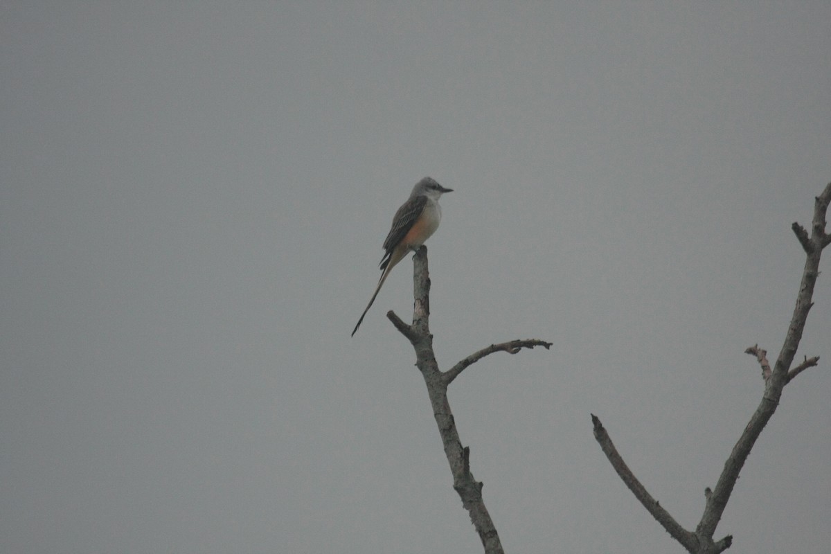 Scissor-tailed Flycatcher - ML647085380