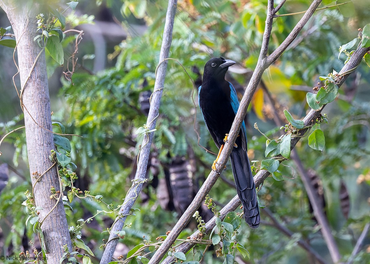 sojka yukatanská - ML647085381