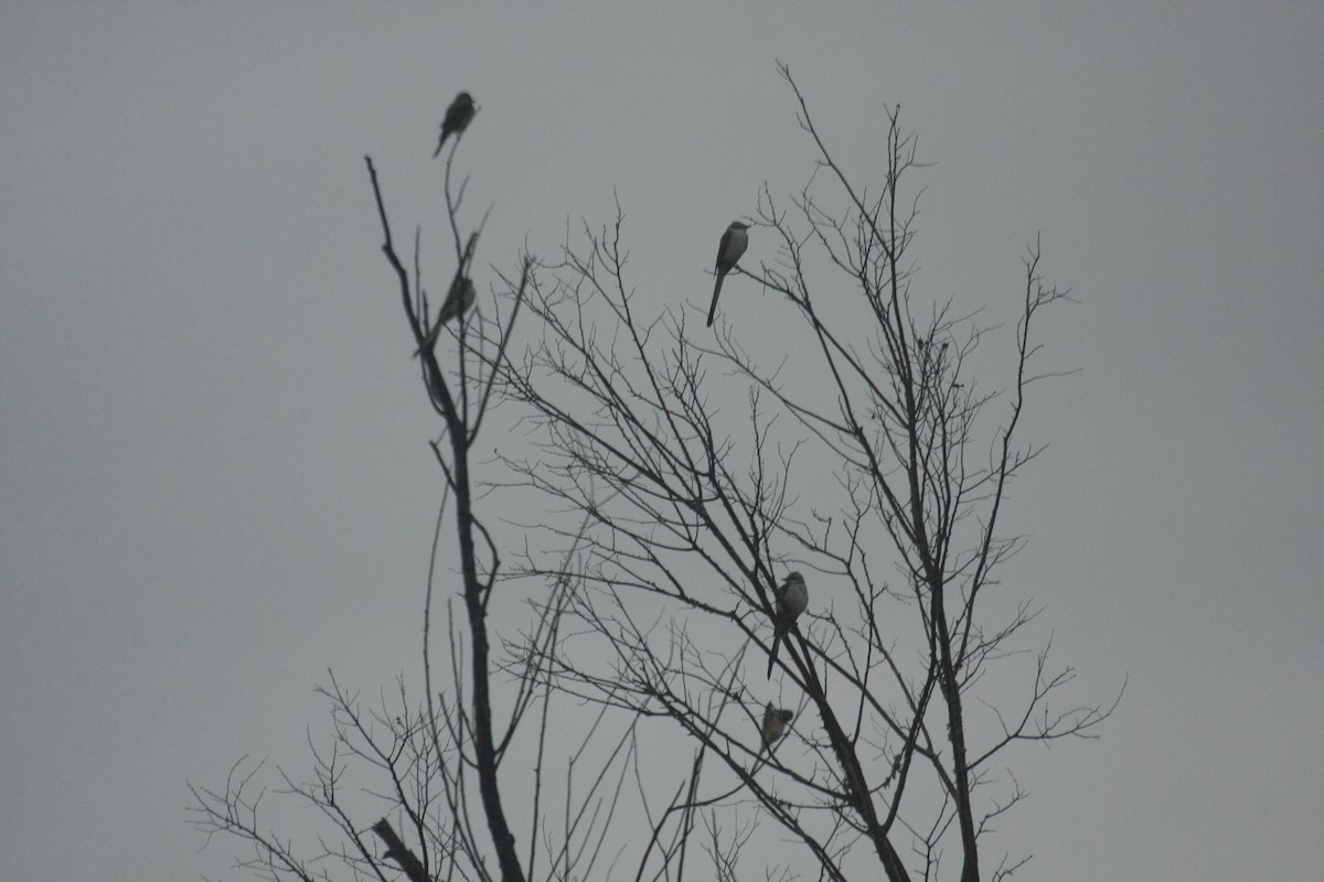 Scissor-tailed Flycatcher - ML647085382