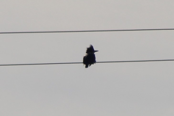 rybařík pruhoprsý - ML647085383