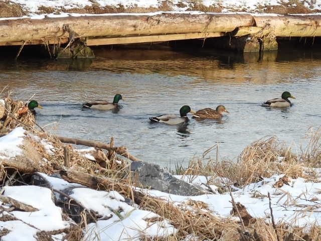 kachna divoká - ML647085384