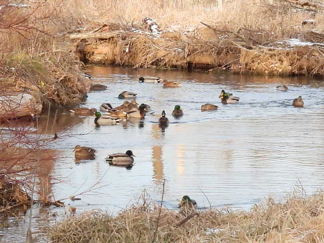 kachna divoká - ML647085385