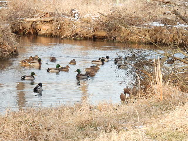 kachna divoká - ML647085386