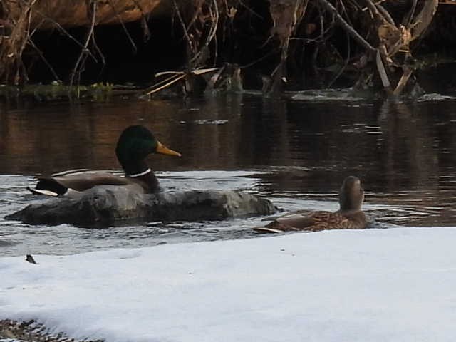 kachna divoká - ML647085387