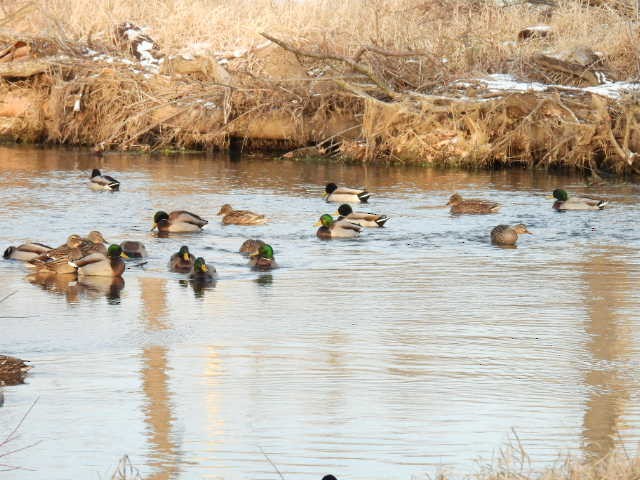 kachna divoká - ML647085388