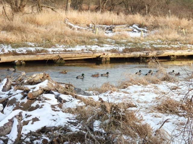 kachna divoká - ML647085389