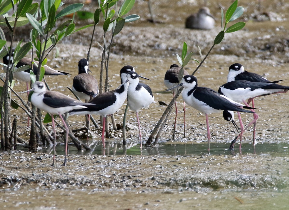 pisila černokrká - ML647085390