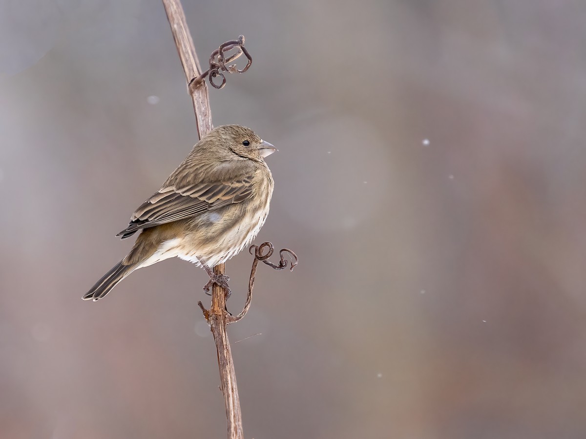 hýl rudoprsý - ML647085391