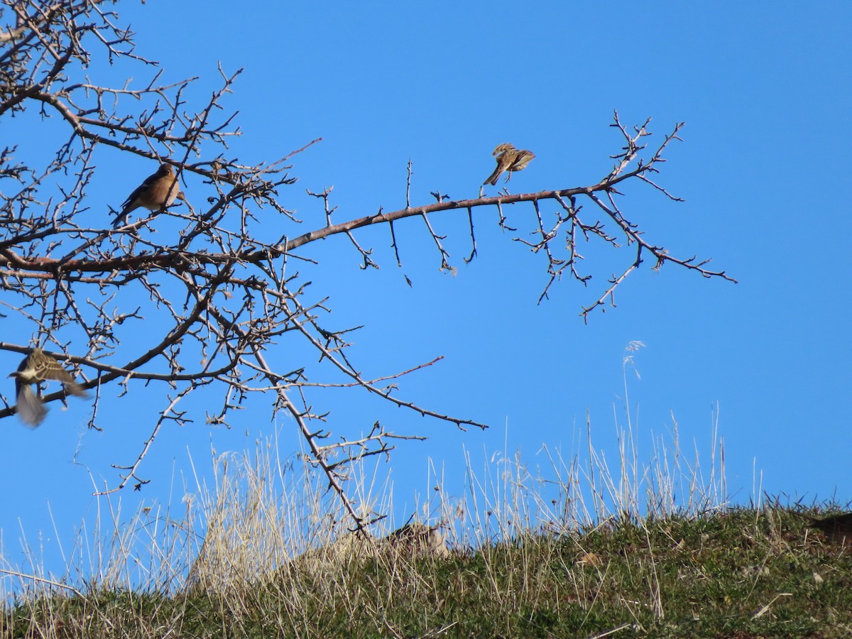 pěnkava obecná - ML647085398