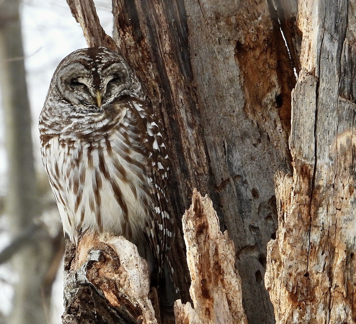 Barred Owl - ML647085403