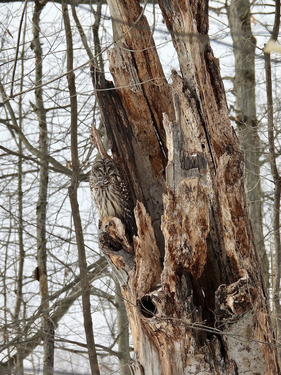 Barred Owl - ML647085404