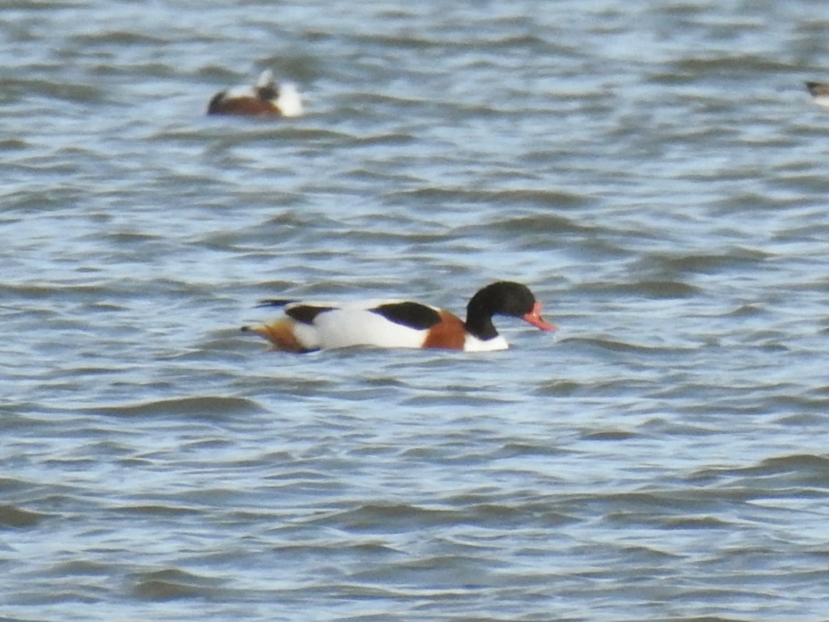 Common Shelduck - ML647085415