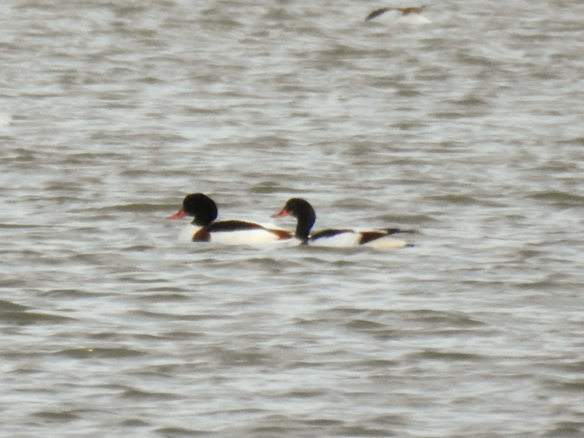 Common Shelduck - ML647085416