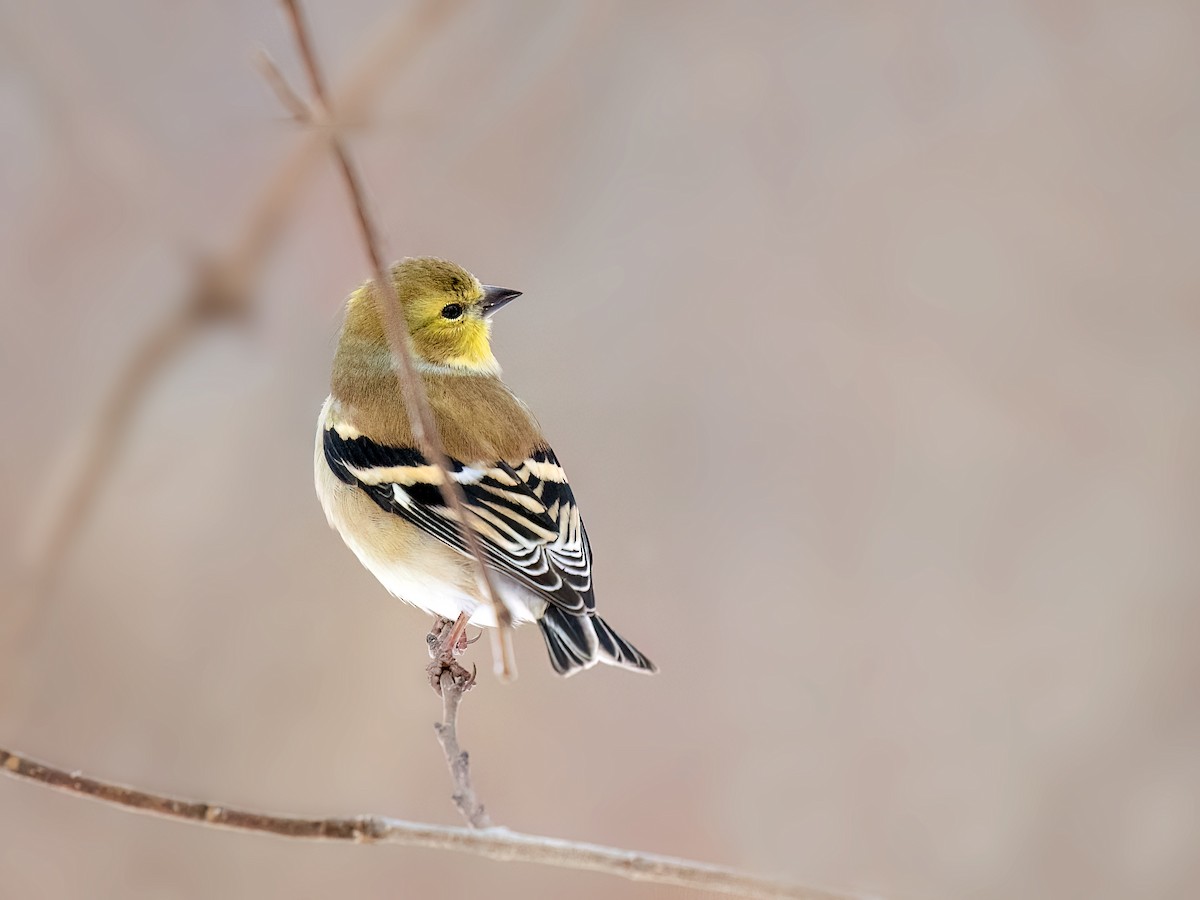 Goldzeisig - ML647085417