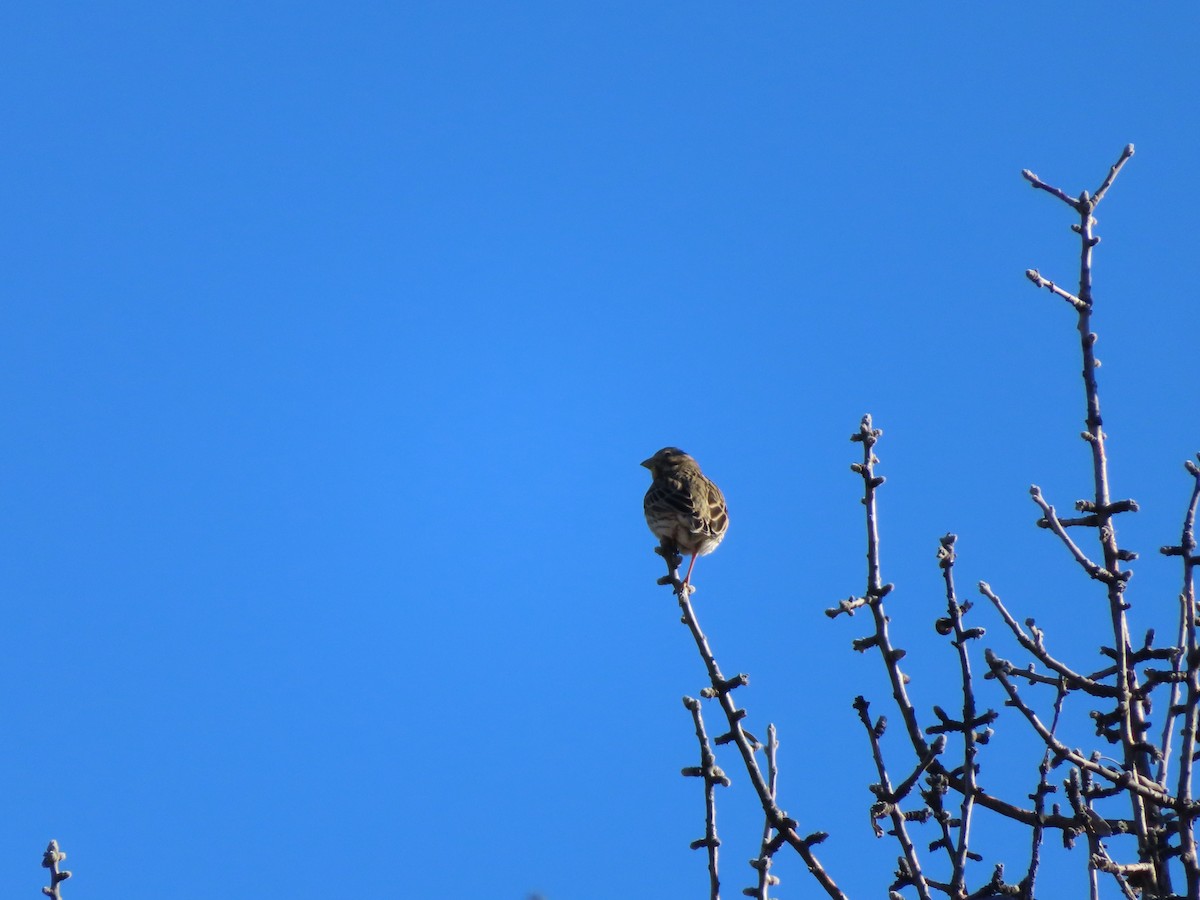 strnad luční - ML647085421