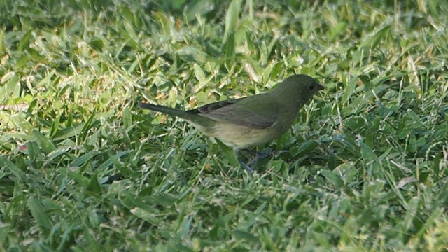 Painted Bunting - ML647085425