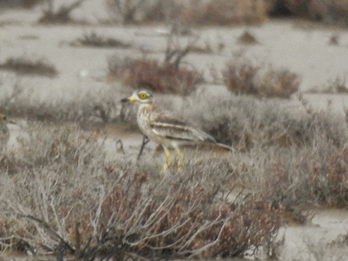Eurasian Thick-knee - ML647085429