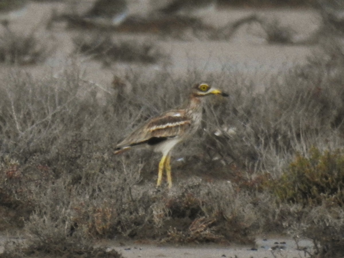 Eurasian Thick-knee - ML647085430