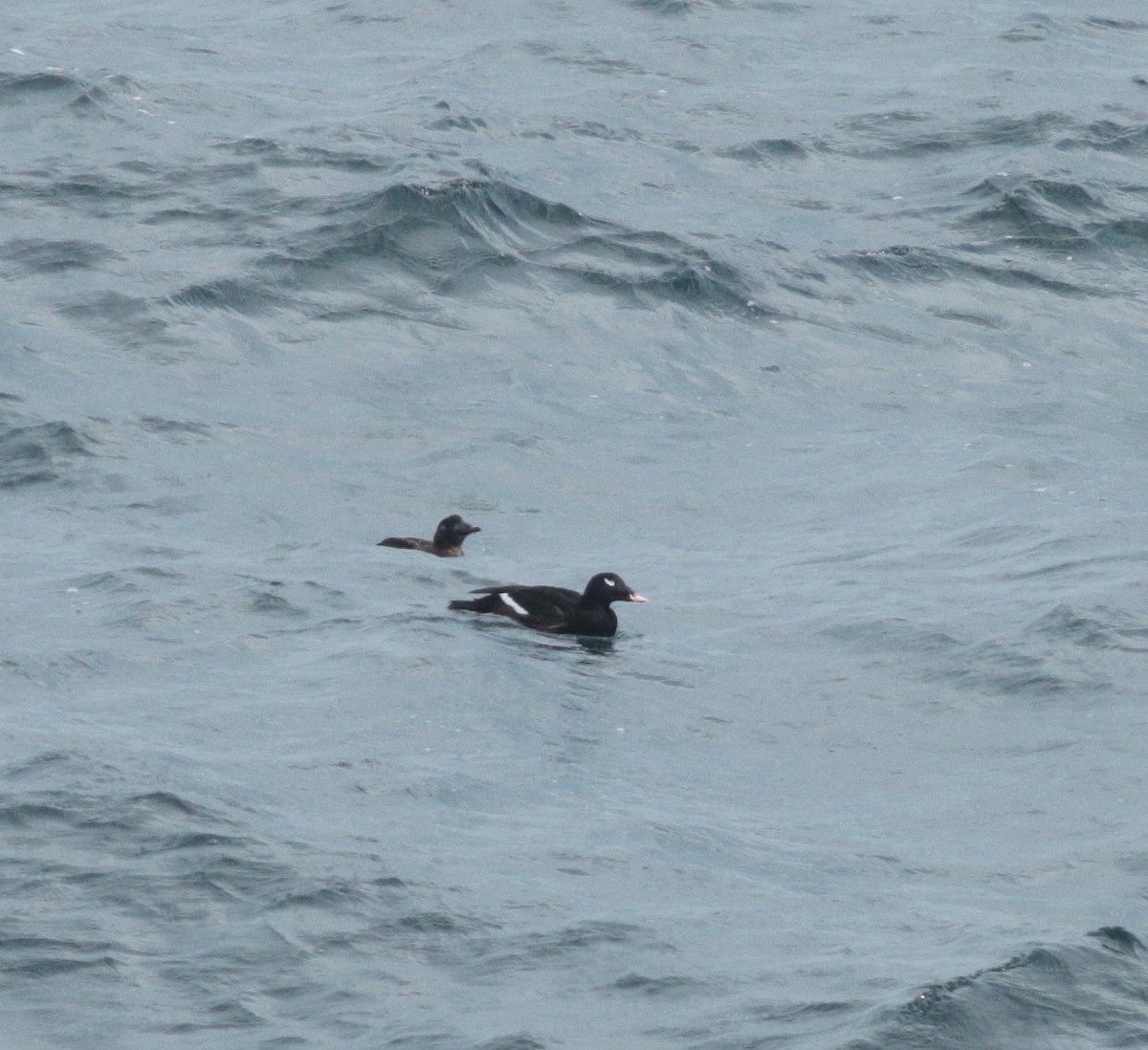 White-winged Scoter - ML647085436