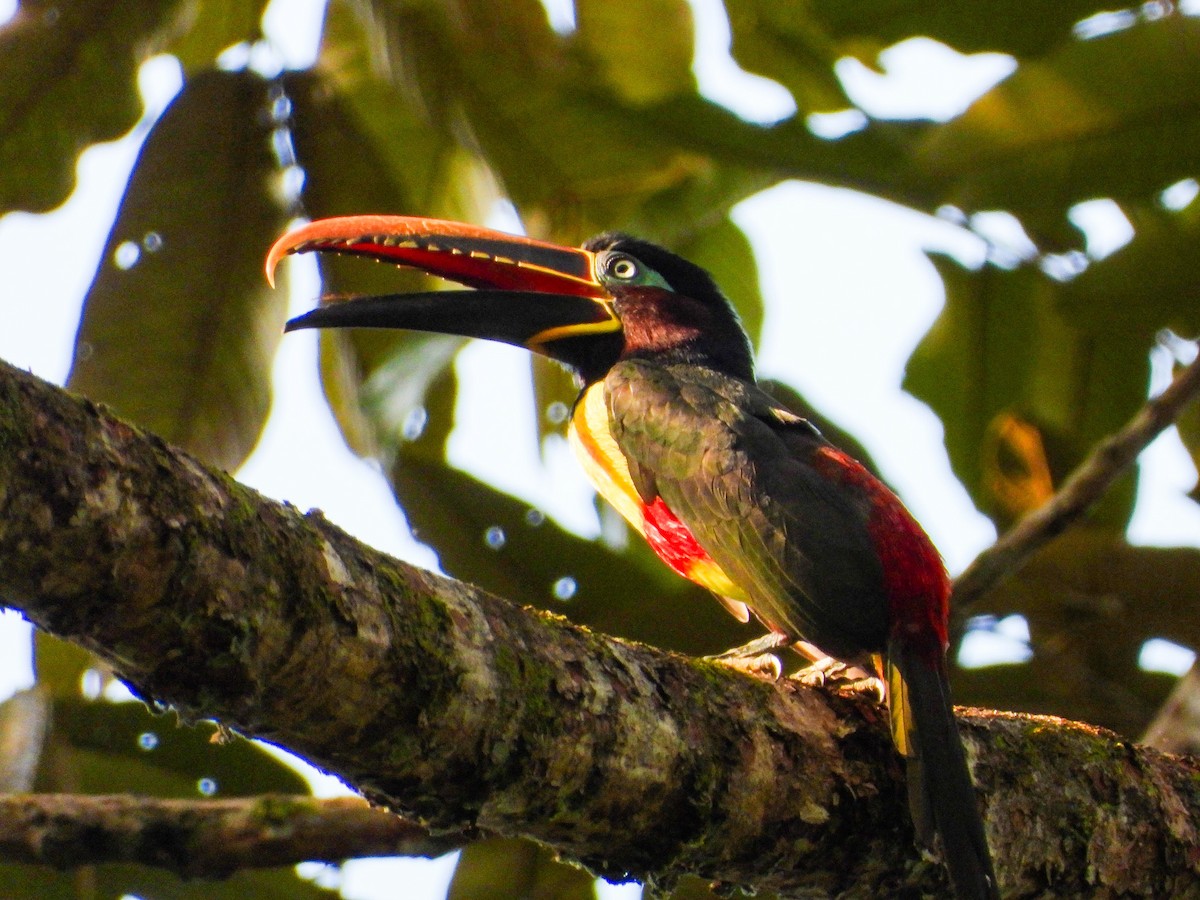 arassari hnědouchý - ML647085437