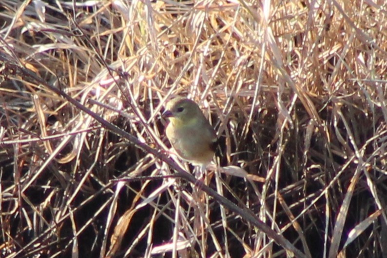 Goldzeisig - ML647085438