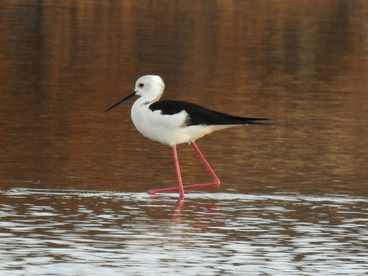 Black-winged Stilt - ML647085440