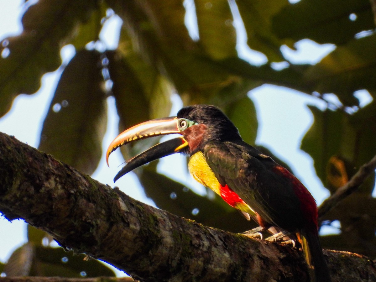 arassari hnědouchý - ML647085445