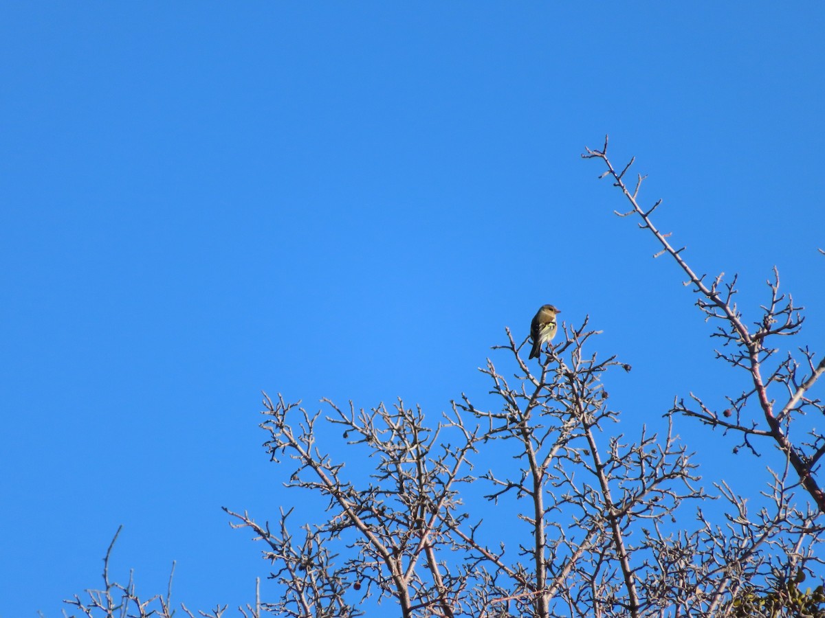 pěnkava obecná - ML647085446