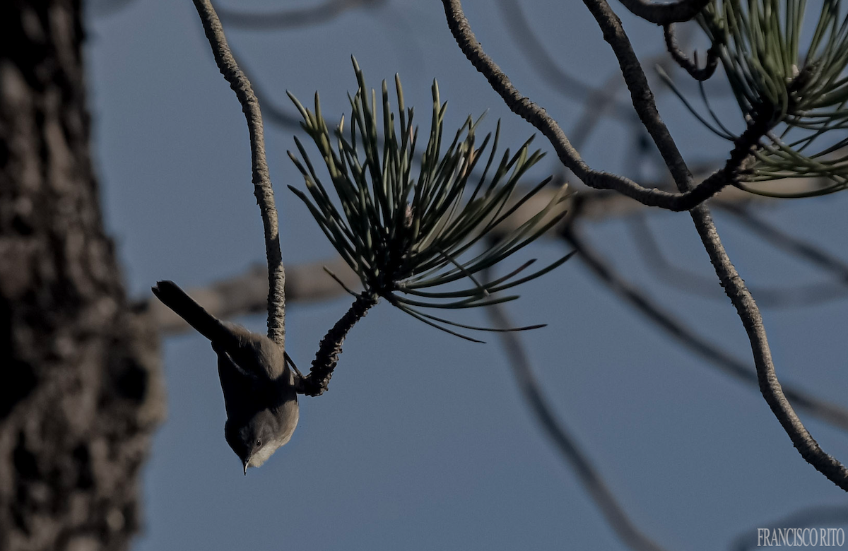 Sardinian Warbler - ML647085447