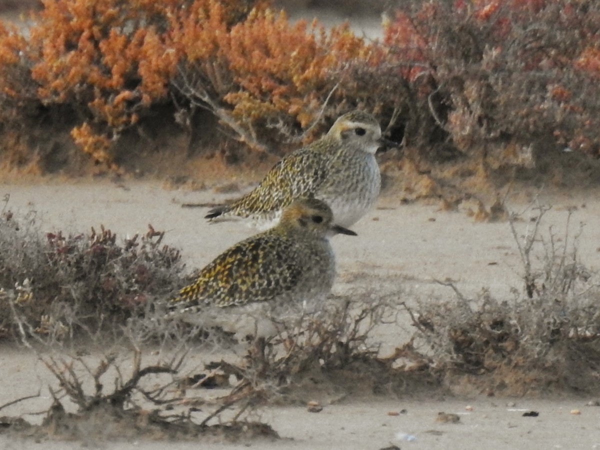 European Golden-Plover - ML647085452