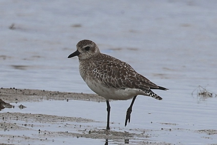 Сивка морська - ML647085457