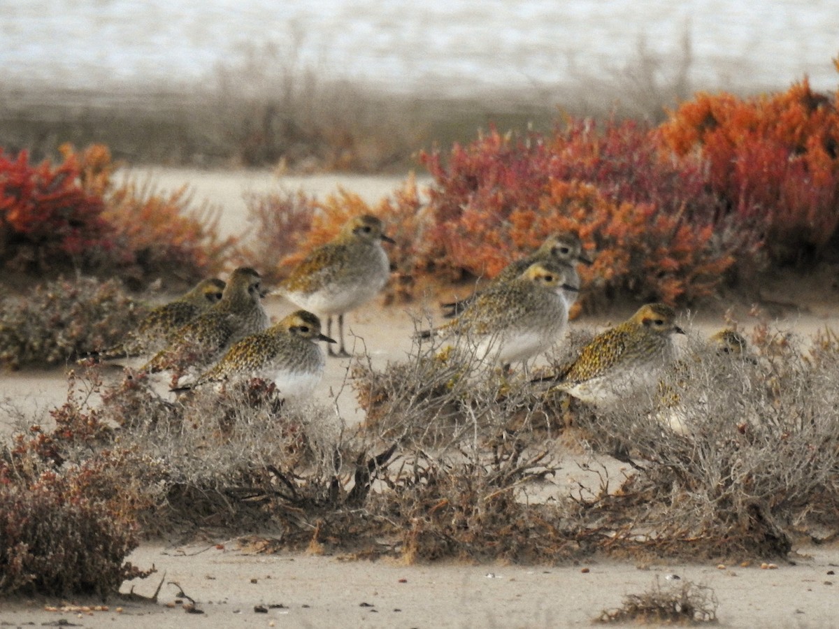 ヨーロッパムナグロ - ML647085458