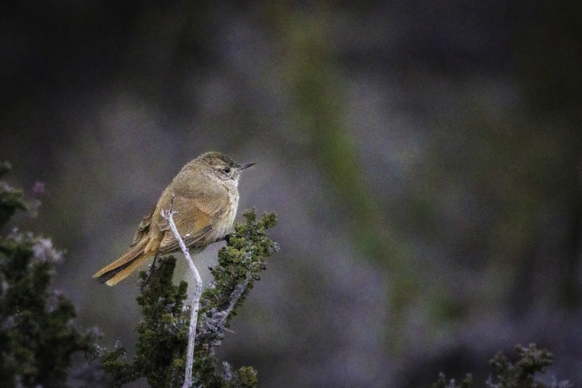 Sharp-billed Canastero - ML647085467