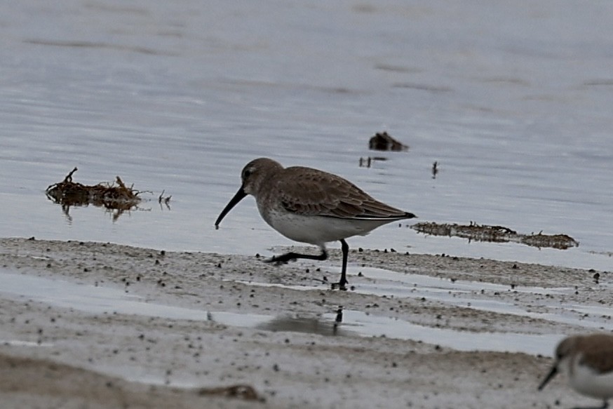 jespák obecný - ML647085474