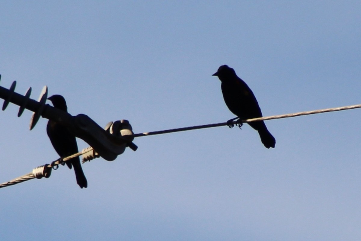 Red-winged Blackbird - ML647085476