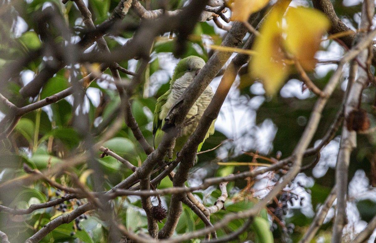 Mönchssittich - ML647085479